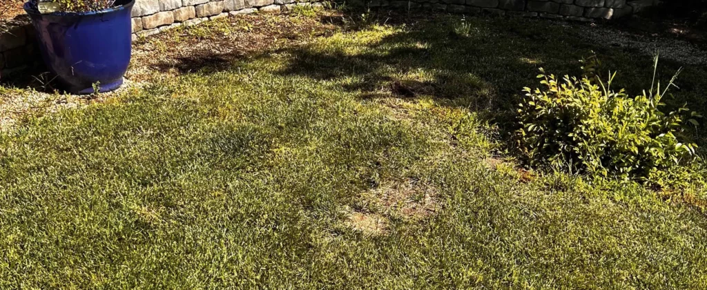 Clean backyard lawn after junk removal service